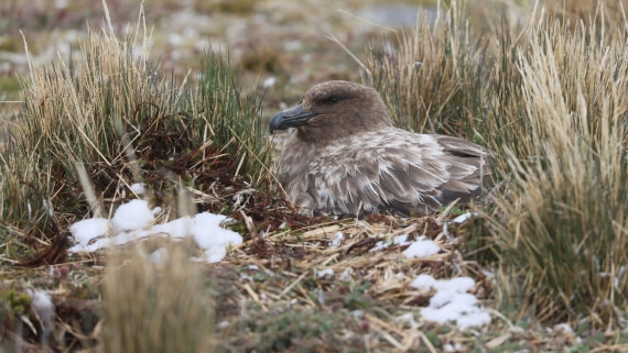 PLA23-25, Day 9,  PLA23_05DEC_SouthGeorgia_Day8_RegisPERDRIAT (19).jpg©Unown Photographer - Oceanwide Expeditions.jpg