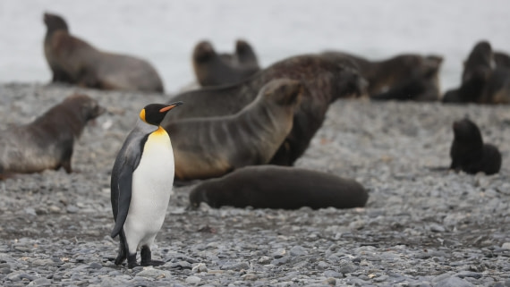 PLA23-25, Day 9, Day 09_RegisPERDRIAT (3).jpg ©Regis Perdriat - Oceanwide Expeditions.jpg