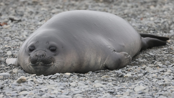 PLA23-25, Day 9, Day 09_RegisPERDRIAT (7).jpg ©Regis Perdriat - Oceanwide Expeditions.jpg