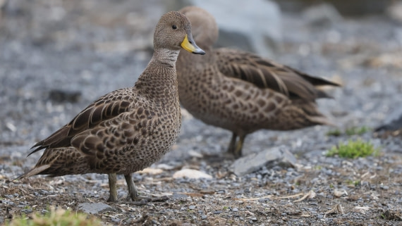 PLA23-25, Day 9, Day 09_RegisPERDRIAT (9).jpg ©Regis Perdriat - Oceanwide Expeditions.jpg