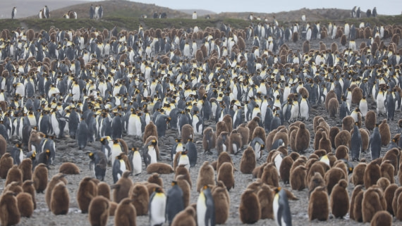 PLA23-25, Day 9, Day 09_RegisPERDRIAT (22).jpg ©Regis Perdriat - Oceanwide Expeditions.jpg