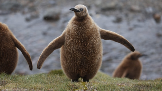 PLA23-25, Day 9, Day 09_RegisPERDRIAT (26).jpg ©Regis Perdriat - Oceanwide Expeditions.jpg