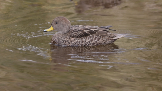 PLA23-25, Day 9, Day 09_RegisPERDRIAT (27).jpg ©Regis Perdriat - Oceanwide Expeditions.jpg