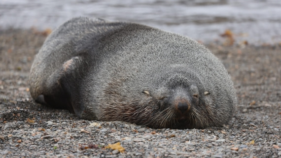 PLA23-25, Day 9, Day 09_RegisPERDRIAT (33).jpg ©Regis Perdriat - Oceanwide Expeditions.jpg