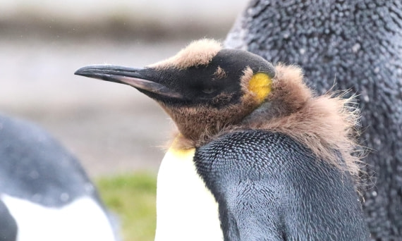 PLA23-25, Day 9, IMG_3037.JPG©Unown Photographer - Oceanwide Expeditions.JPG