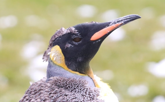 PLA23-25, Day 9, IMG_3054.JPG©Unown Photographer - Oceanwide Expeditions.JPG