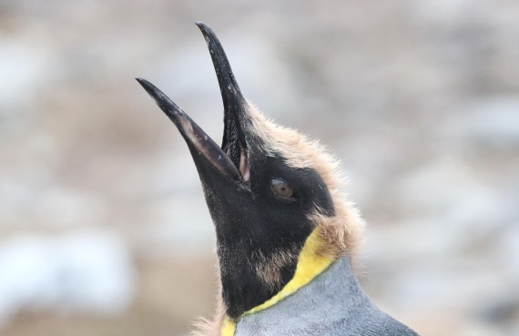 PLA23-25, Day 9, IMG_3066.JPG©Unown Photographer - Oceanwide Expeditions.JPG