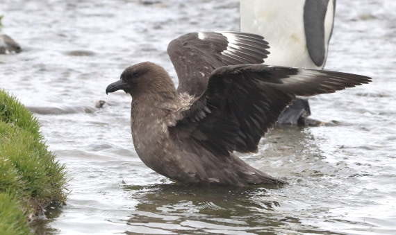 PLA23-25, Day 9, IMG_3096.JPG©Unown Photographer - Oceanwide Expeditions.JPG