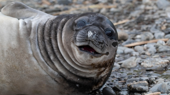 PLA23-25, Day 10,   SG 2-2.jpg©Andrew Crowder - Oceanwide Expeditions.jpg