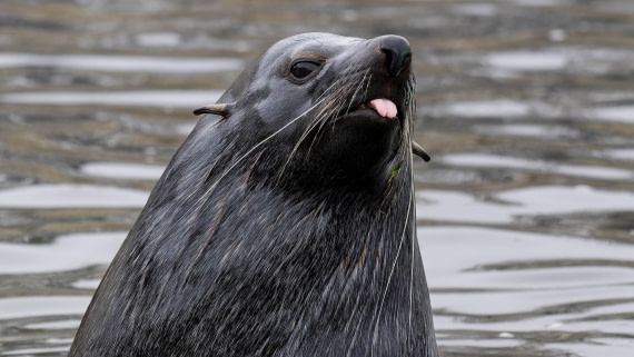 PLA23-25, Day 10,   SG 2-4.jpg©Andrew Crowder - Oceanwide Expeditions.jpg