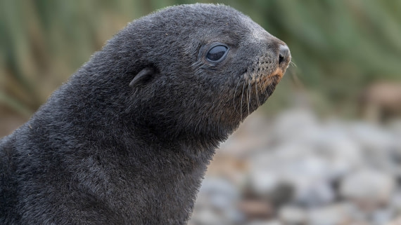 PLA23-25, Day 10,   SG 2-8.jpg©Andrew Crowder - Oceanwide Expeditions.jpg