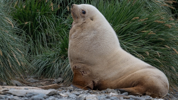 PLA23-25, Day 10,   SG 2-7.jpg©Andrew Crowder - Oceanwide Expeditions.jpg