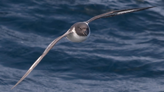 PLA23-25, Day 10,  PLA23-25, Day 2, 28-11 - Birds - AC-3.jpg ©Andrew Crowder - Oceanwide Expeditions.jpg©Andrew Crowder- Oceanwide Expeditions.jpg