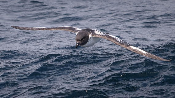 PLA23-25, Day 10,  PLA23-25, Day 2, 28-11 - Birds - AC-4.jpg ©Andrew Crowder - Oceanwide Expeditions.jpg©Andrew Crowder- Oceanwide Expeditions.jpg