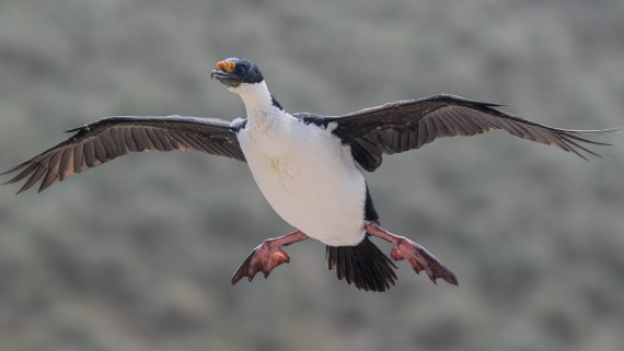 PLA23-25, Day 10,  PLA23-25, Day 3, 29-11 - Birds - AC-7.jpg ©Andrew Crowder - Oceanwide Expeditions.jpg©Andrew Crowder- Oceanwide Expeditions.jpg