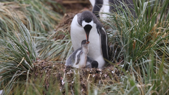 PLA23-25, Day 10, Day 10_RegisPERDRIAT (4).jpg ©Regis Perdriat - Oceanwide Expeditions.jpg