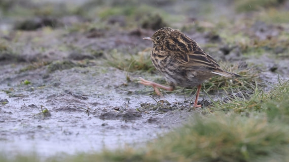 PLA23-25, Day 10, Day 10_RegisPERDRIAT (8).jpg ©Regis Perdriat - Oceanwide Expeditions.jpg
