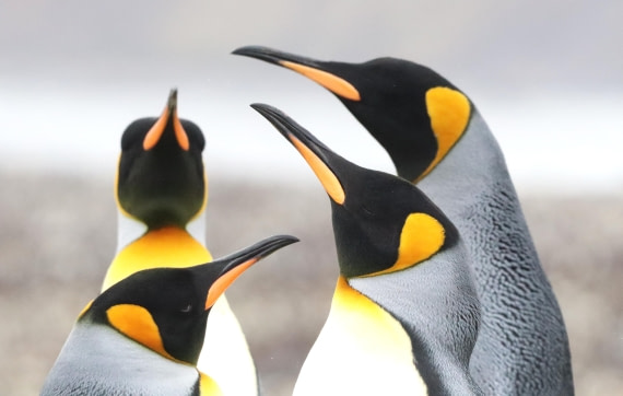 PLA23-25, Day 10, IMG_3164.JPG©Unown Photographer - Oceanwide Expeditions.JPG