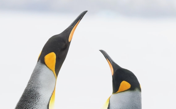 PLA23-25, Day 10, IMG_3172.JPG©Unown Photographer - Oceanwide Expeditions.JPG