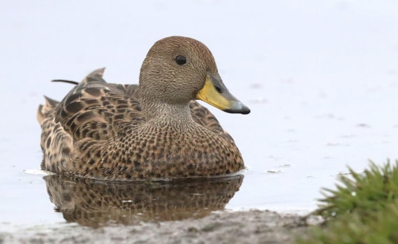 PLA23-25, Day 10, IMG_3294.JPG©Unown Photographer - Oceanwide Expeditions.JPG