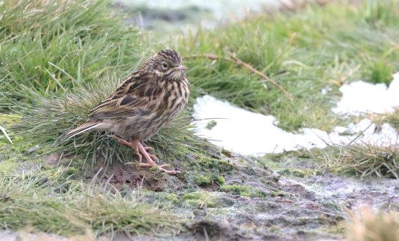 PLA23-25, Day 10, IMG_3304.JPG©Unown Photographer - Oceanwide Expeditions.JPG