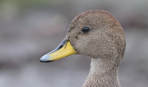 PLA23-25, Day 10, IMG_3341.JPG©Unown Photographer - Oceanwide Expeditions.JPG