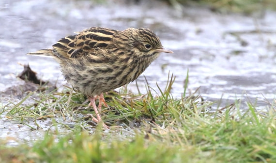 PLA23-25, Day 10, IMG_3433.JPG©Unown Photographer - Oceanwide Expeditions.JPG