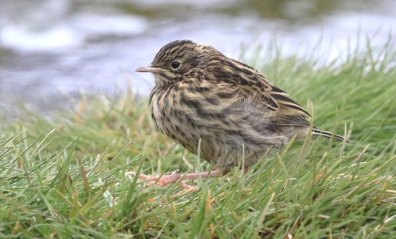 PLA23-25, Day 10, IMG_3450.JPG©Unown Photographer - Oceanwide Expeditions.JPG