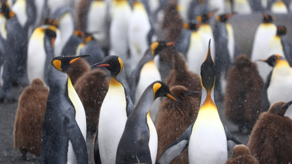 PLA23-25, Day 11, Day 11_RegisPERDRIAT (4).jpg ©Regis Perdriat - Oceanwide Expeditions.jpg