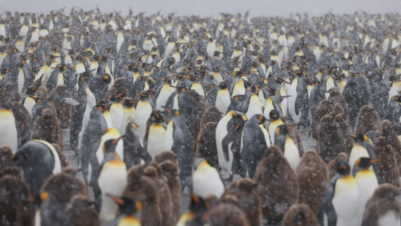 PLA23-25, Day 11, Day 11_RegisPERDRIAT (5).jpg ©Regis Perdriat - Oceanwide Expeditions.jpg