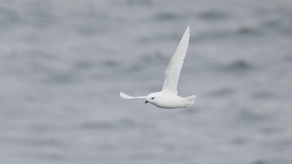 PLA23-25, Day 11, Day 11_RegisPERDRIAT (9).jpg ©Regis Perdriat - Oceanwide Expeditions.jpg