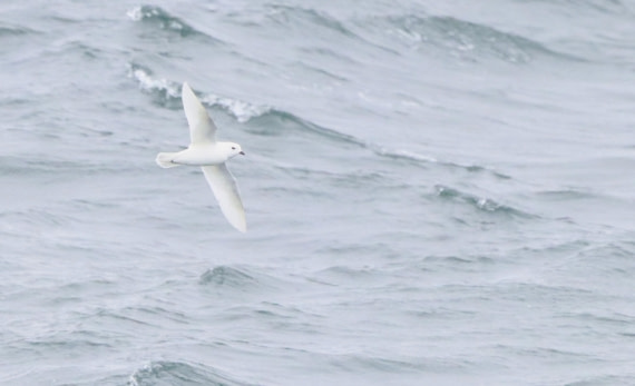 PLA23-25, Day 11, IMG_3465.JPG©Unown Photographer - Oceanwide Expeditions.JPG