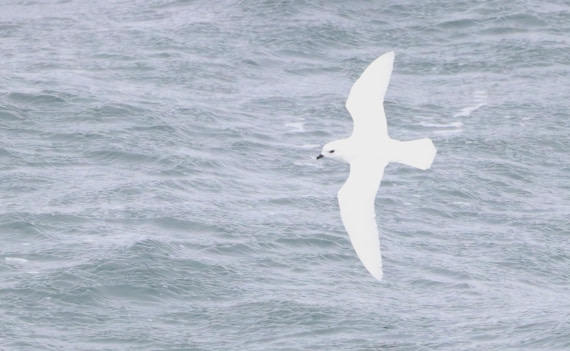 PLA23-25, Day 11, IMG_3490.JPG©Unown Photographer - Oceanwide Expeditions.JPG