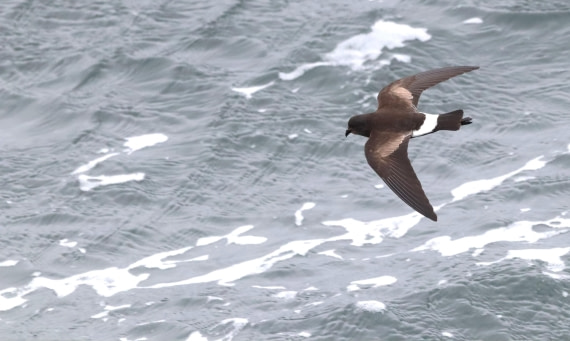 PLA23-25, Day 11, IMG_3565.JPG©Unown Photographer - Oceanwide Expeditions.JPG