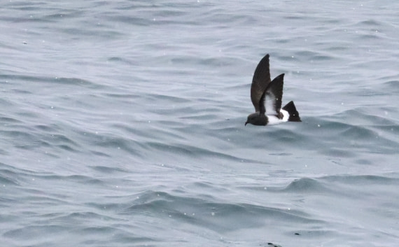 PLA23-25, Day 12,  IMG_3794.JPG©Unown Photographer - Oceanwide Expeditions.JPG