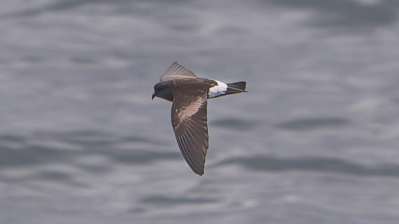 PLA23-25, Day 13,   Seabirds-AC.jpg©Andrew Crowder - Oceanwide Expeditions.jpg