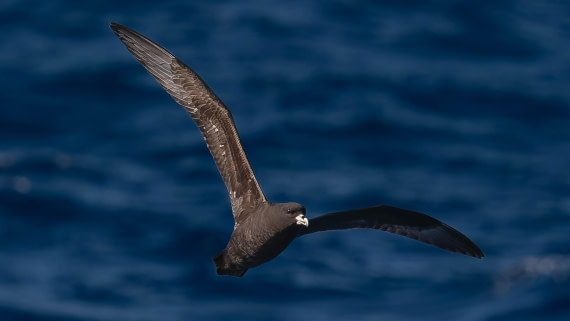 PLA23-25, Day 13,   Seabirds-AC-2.jpg©Andrew Crowder - Oceanwide Expeditions.jpg