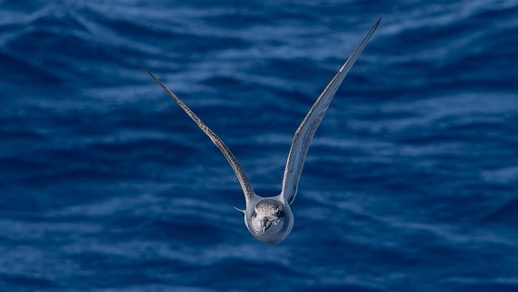 PLA23-25, Day 13,   Seabirds-AC-4.jpg©Andrew Crowder - Oceanwide Expeditions.jpg