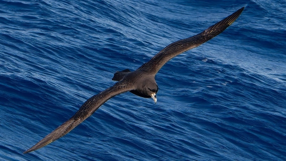 PLA23-25, Day 13,   Seabirds-AC-6.jpg©Andrew Crowder - Oceanwide Expeditions.jpg