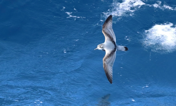 PLA23-25, Day 13,  IMG_3883.JPG©Unown Photographer - Oceanwide Expeditions.JPG