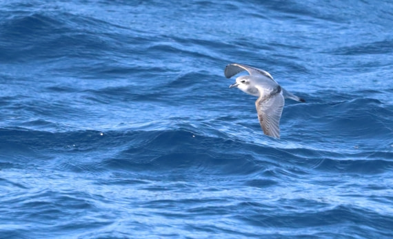 PLA23-25, Day 13,  IMG_3907.JPG©Unown Photographer - Oceanwide Expeditions.JPG