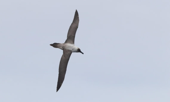 PLA23-25, Day 13,  IMG_3995.JPG©Unown Photographer - Oceanwide Expeditions.JPG