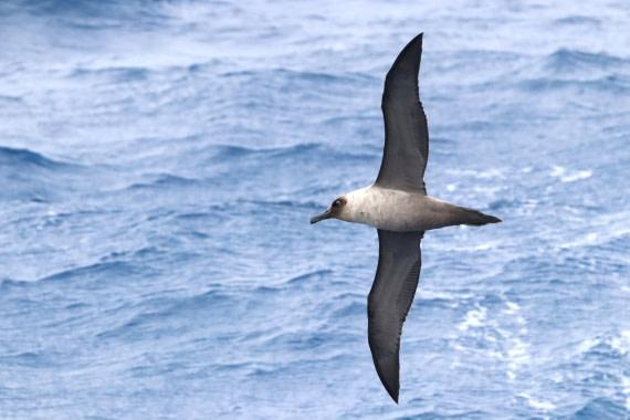 PLA23-25, Day 13,  IMG_4093.JPG©Unown Photographer - Oceanwide Expeditions.JPG