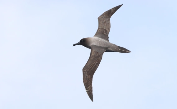 PLA23-25, Day 13,  IMG_4132.JPG©Unown Photographer - Oceanwide Expeditions.JPG