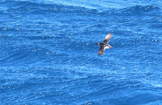 PLA23-25, Day 14,  IMG_4349.JPG©Unown Photographer - Oceanwide Expeditions.JPG