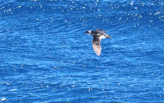 PLA23-25, Day 14,  IMG_4350.JPG©Unown Photographer - Oceanwide Expeditions.JPG