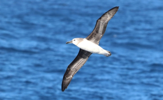 PLA23-25, Day 14,  IMG_4417.JPG©Unown Photographer - Oceanwide Expeditions.JPG