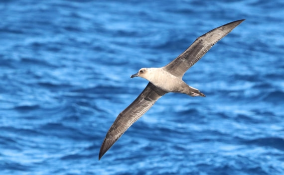 PLA23-25, Day 14,  IMG_4436.JPG©Unown Photographer - Oceanwide Expeditions.JPG