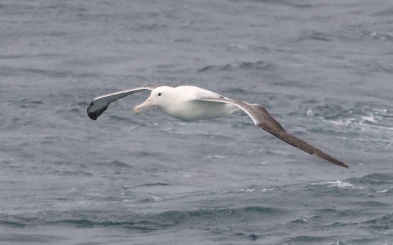 PLA23-25, Day 15,  IMG_4489.JPG©Unown Photographer - Oceanwide Expeditions.JPG