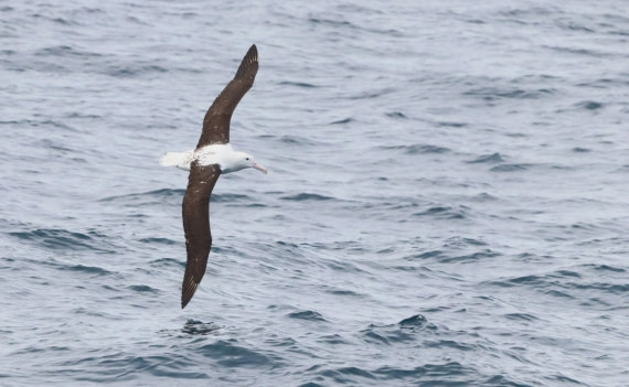 PLA23-25, Day 15,  IMG_4573.JPG©Unown Photographer - Oceanwide Expeditions.JPG